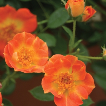 Rosa x 'ChewMayTime' PP18347 - Oso Easy® Paprika