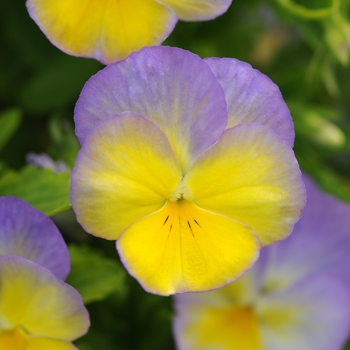 Viola cornuta - Halo Lemon Frost