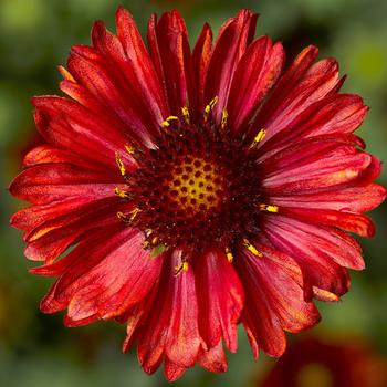 Gaillardia aristata 'Red' (Blanket Flower) - Barbican™ Red