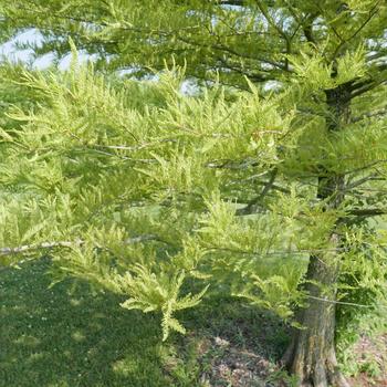 Taxodium distichum (Bald Cypress) - Bald Cypress