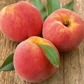 Prunus x (peach) ] 'Reliance' - Reliance Hardy Peach