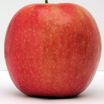 Apple 'Wolf River' - Wolf River Apple