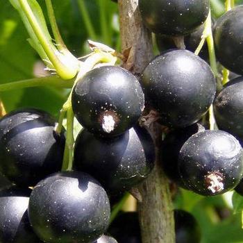 Ribes nigra 'Chris' Best Seedling' - Chris' Best Seedling Black Currant