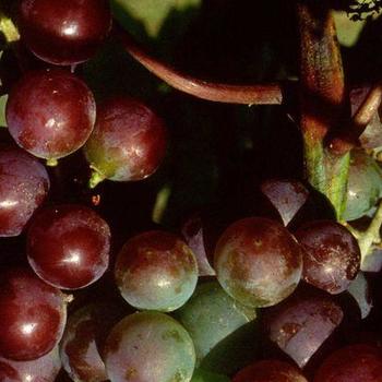 Vitis 'Frontenac' - Frontenac Grape