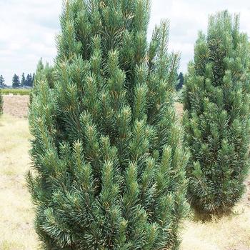 Pinus strobus 'Fastigiata' - Fastigiate Eastern White Pine