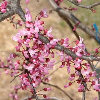 Cercis canadensis - 'Ruby Falls' Weeping Redbud