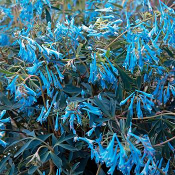 Corydalis flexuosa 'Porcelain Blue' (corydalis) - Hillier™ Porcelain Blue