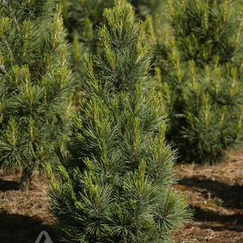 Pinus cembra Fastigiata' - Fastigiate Swiss Stone Pine