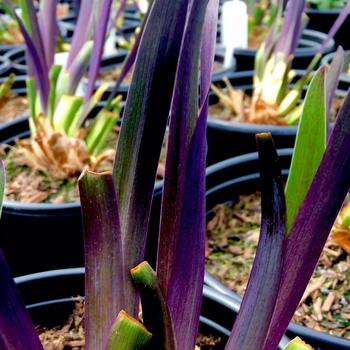 Iris versicolor 'Purple Flame' - 'Purple Flame' Iris