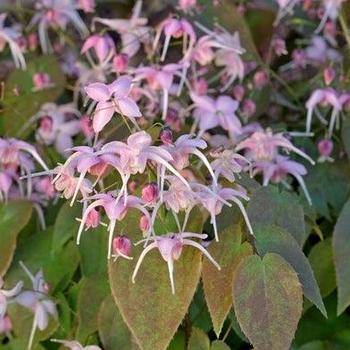 Epimedium grandiflorum - 'Pretty in Pink' Barrenwort