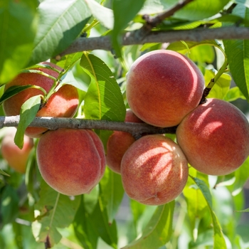 Peach (Pyrus) 'Early Redhaven' - Early RedHaven Peach