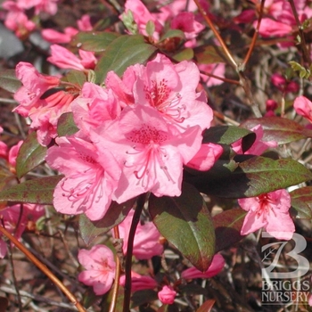 Rhododendron x 'Aglo' COPY - Aglo Pink Small-leaf Rhododendron