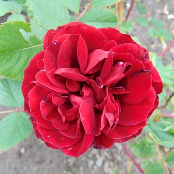 Rosa x 'Hope for Humanity' - Hope for Humanity Climbing Red Rose