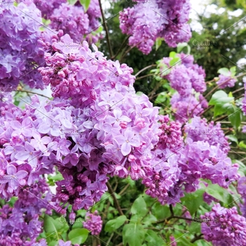 Syringa vulgaris - Common, Old-Fashioned Lilac