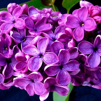 Syringa vulgaris 'Agincourt Beauty' - Agincourt Beauty Lilac