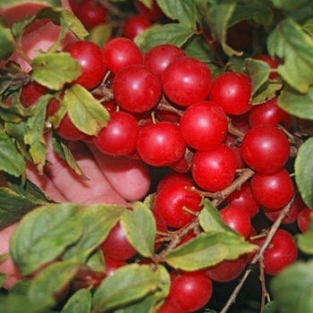 Prunus x 'Jan' - Jan Bush Cherry