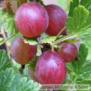 Ribes x 'Capitvator' - Captivator Gooseberry