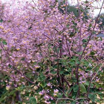Thalictrum rochebrunianum 'Lavender Mist' - LAVENDER MIST MEADOW RUE