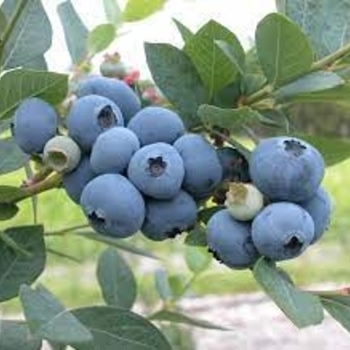 Vaccinium corymbosum 'Earliblue' - Earliblue Blueberry