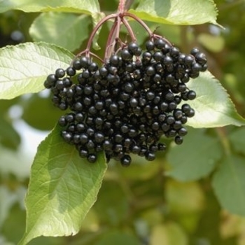 Sambucus nigra 'Samyl' - Samyl Elderberry