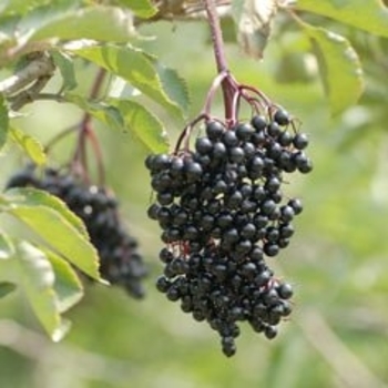 Sambucus nigra 'Sandal' - Sandal Elderberry
