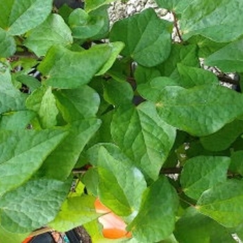 Disanthus cercidifolius 'Rikyu' - Rikyu Redbud Hazel