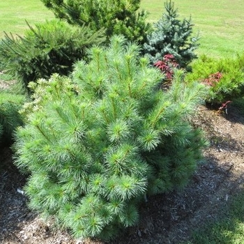 Pinus strobus 'Connecticut Slate' - Dwarf White Pine Connecticut Slate