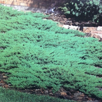 Juniperus sabina 'Broadmoor' - Juniper