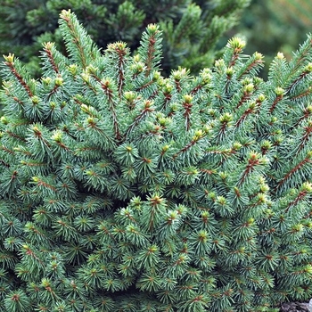 Picea abies 'Lanham's Beehive' - Dwarf Norway Spruce