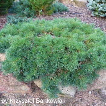Pinus sylvestris 'Hillside Creeper' - Trailing Scotch Pine