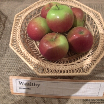 Apple Wealthy' - Wealthy Apple