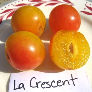 Prunus domestica 'La Crescent - La Crescent Plum