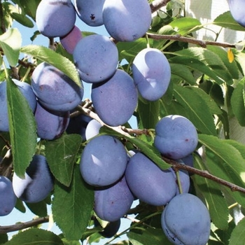Prunus domestica 'Mt Royal' - Mt Royal Plum