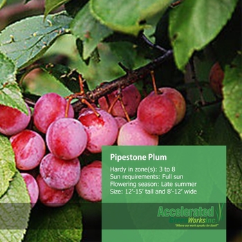 Prunus domestica 'Pipestone' - Pipestone Plum