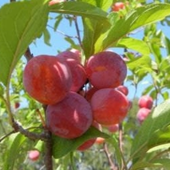 Prunus domestica 'Toka' - Toka Plum