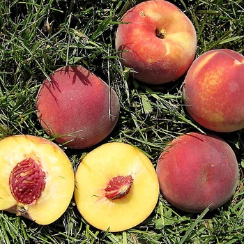 Prunus x (peach) ''Bailey Hardy'' - Bailey Hardy Peach