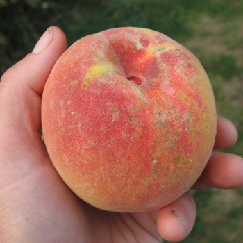 Prunus x (peach) ]Contender' - Contender Hardy Peach