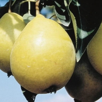 Pyrus x 'Early Gold' - Early Gold Pear