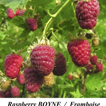 Rubus 'Borne' - Boyne Raspberry