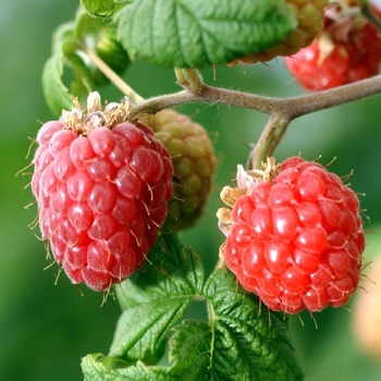 Rubus 'Heritage' - Heritage Raspberry
