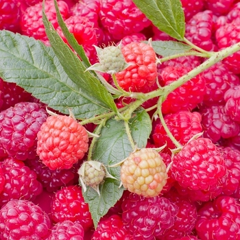 Rubus 'Nova' - Nova Raspberry