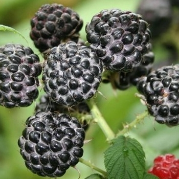 Rubus occidentalis 'Jewel' - Black Raspberry