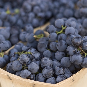 Vitis 'Bluebell - Bluebell Grape
