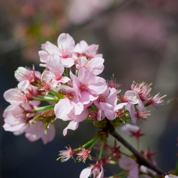 Prunus sargentii 'Spring Wonder' - Spring Wonder Sargent Cherry