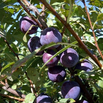 Prunus (Plum) x ''Sapalta'' - Sapalta Cherry Plum
