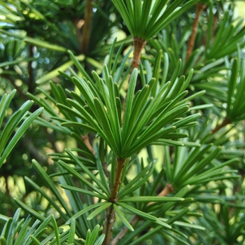 Sciadoputys verticillata - Umbrella Pine