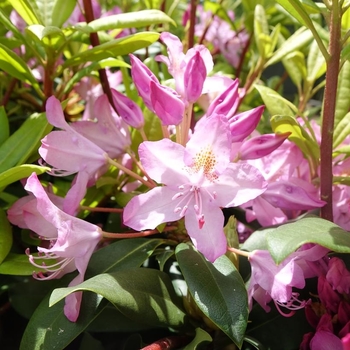 Rhododendron maximum - Rosebay Rhododendron