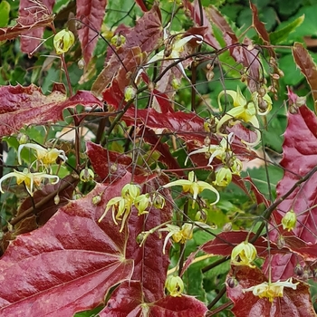Epimedium ssp. nova 'Spine Tingler' (Barrenwort) - Spine Tingler Barrenwort