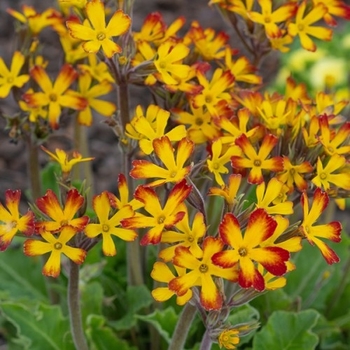 Primula vulgaris OAKLEAF 'Yellow Picotee' - Yellow PicoteePrimrose