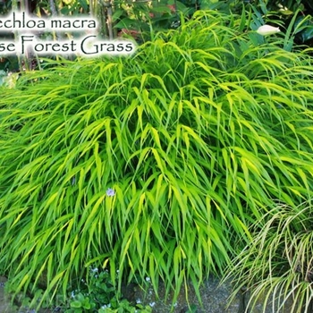 Hakonechloa macra - Japanese Feather Grass